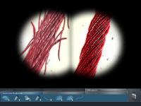 CSI: Crime Scene Investigation