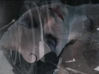 Haz click en la imagen para agrandarla Dracula 2: The Last Sanctuary